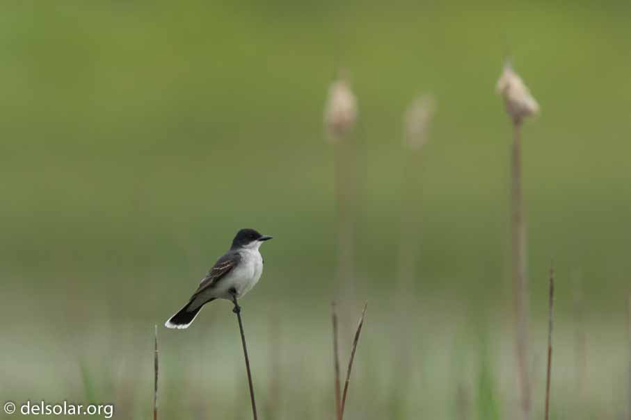 Canon EOS 7D Mark II  --  600 mm  --  EF600mm f/4L IS II USM  