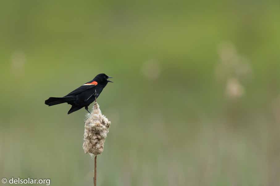 Canon EOS 7D Mark II  --  600 mm  --  EF600mm f/4L IS II USM  