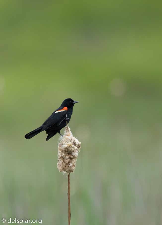 Canon EOS 7D Mark II  --  600 mm  --  EF600mm f/4L IS II USM  