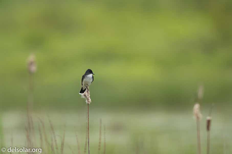 Canon EOS 7D Mark II  --  600 mm  --  EF600mm f/4L IS II USM  