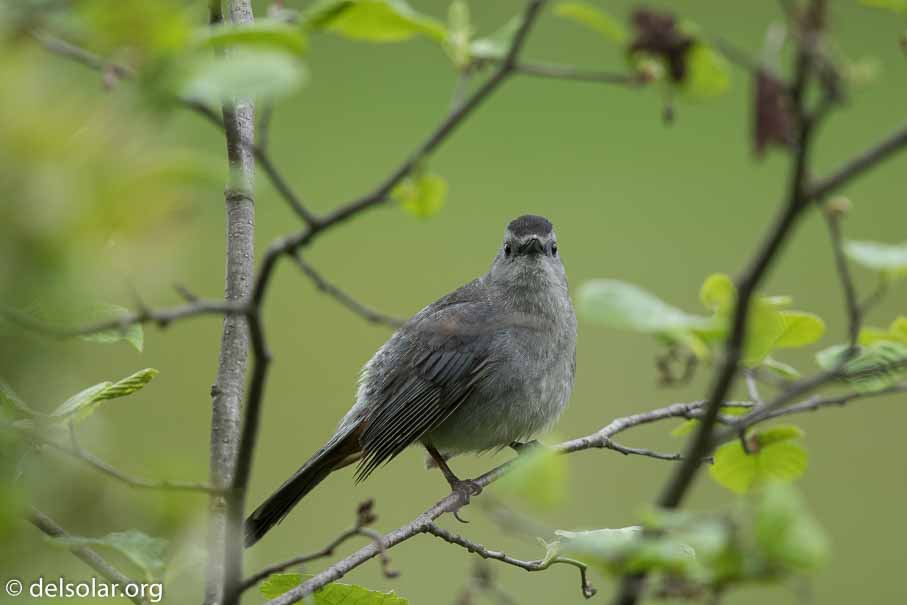 Canon EOS 7D Mark II  --  600 mm  --  EF600mm f/4L IS II USM  