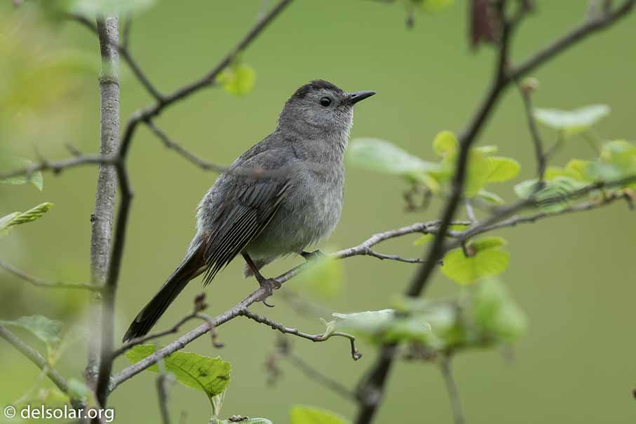 Canon EOS 7D Mark II  --  600 mm  --  EF600mm f/4L IS II USM  