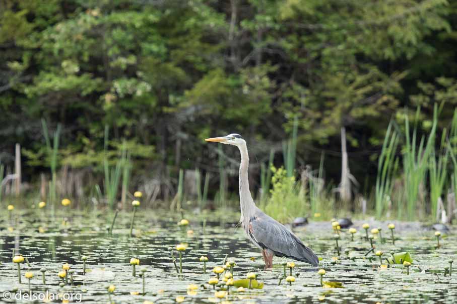 Canon EOS 7D Mark II  --  600 mm  --  EF600mm f/4L IS II USM  