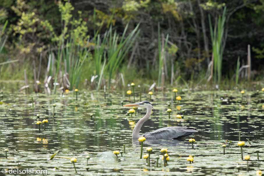 Canon EOS 7D Mark II  --  600 mm  --  EF600mm f/4L IS II USM  