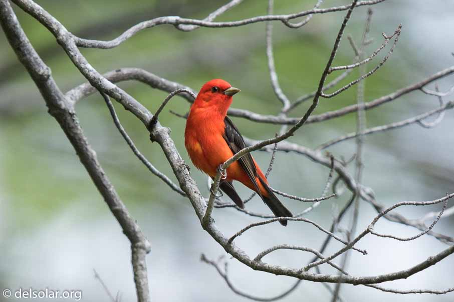 Canon EOS 7D Mark II  --  600 mm  --  EF600mm f/4L IS II USM  