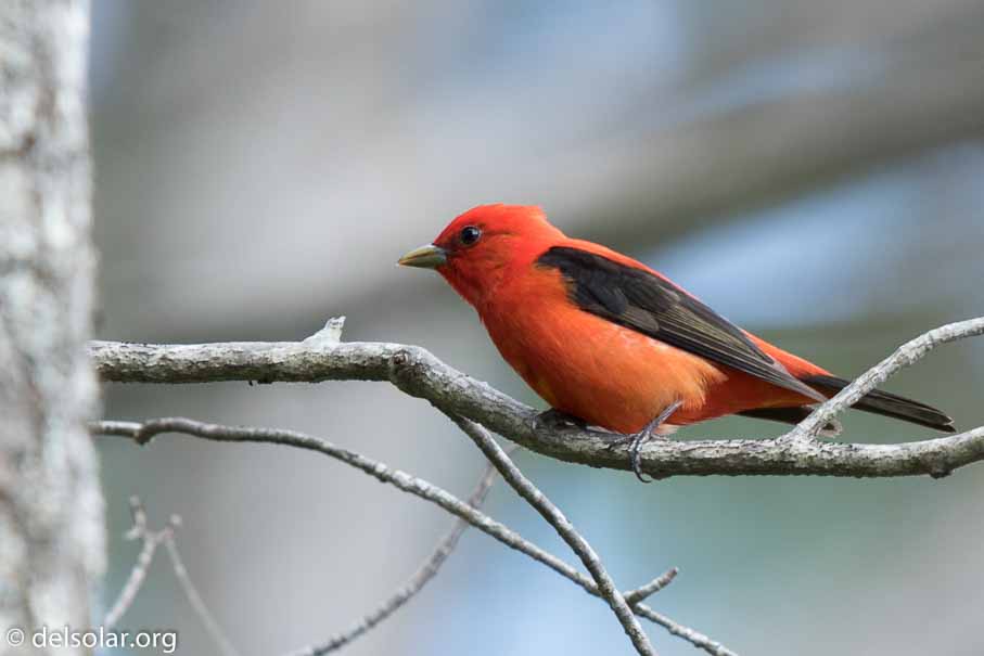 Canon EOS 7D Mark II  --  600 mm  --  EF600mm f/4L IS II USM  