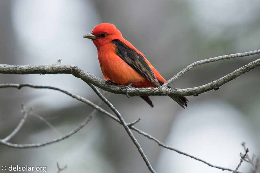 Canon EOS 7D Mark II  --  600 mm  --  EF600mm f/4L IS II USM  