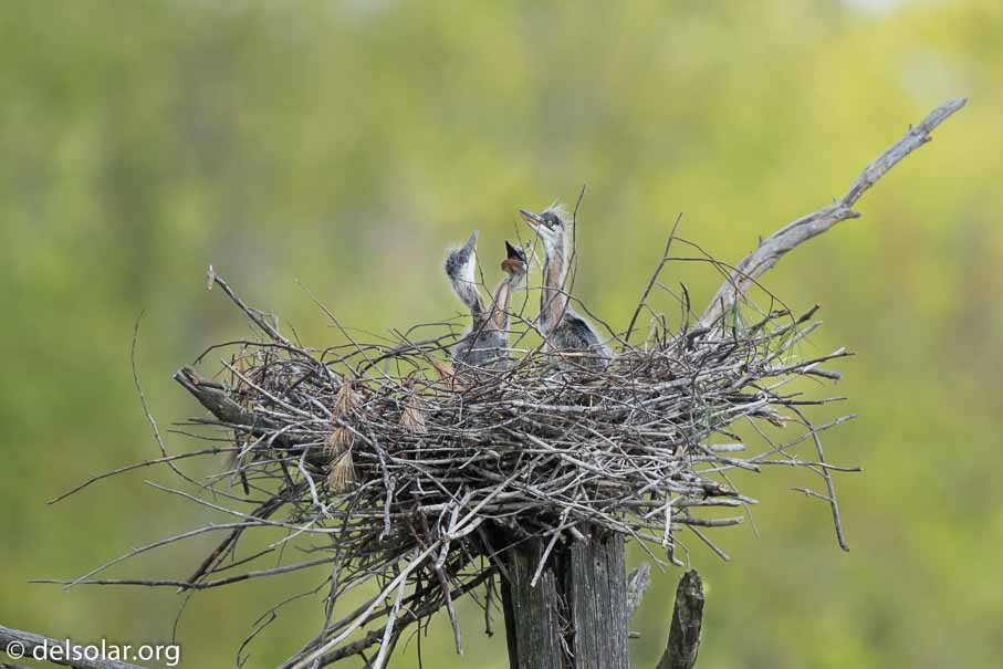 Canon EOS 7D Mark II  --  600 mm  --  EF600mm f/4L IS II USM  