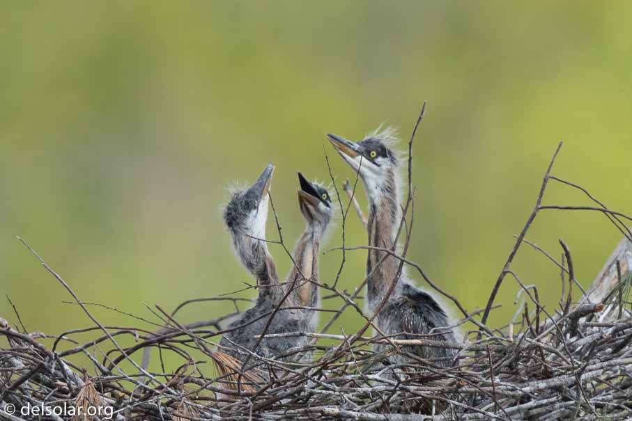 Canon EOS 7D Mark II  --  600 mm  --  EF600mm f/4L IS II USM  