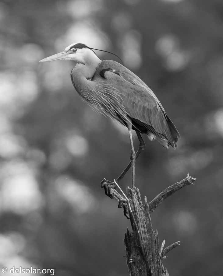 Canon EOS 7D Mark II  --  840 mm  --  EF600mm f/4L IS II USM +1.4x III  