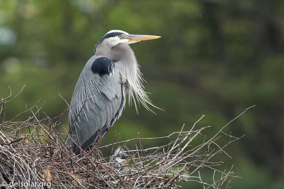 Canon EOS 7D Mark II  --  840 mm  --  EF600mm f/4L IS II USM +1.4x III  