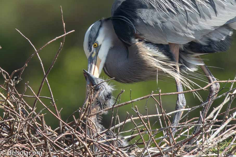 Canon EOS 7D Mark II  --  840 mm  --  EF600mm f/4L IS II USM +1.4x III  