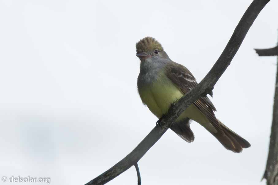 Canon EOS 7D Mark II  --  840 mm  --  EF600mm f/4L IS II USM +1.4x III  