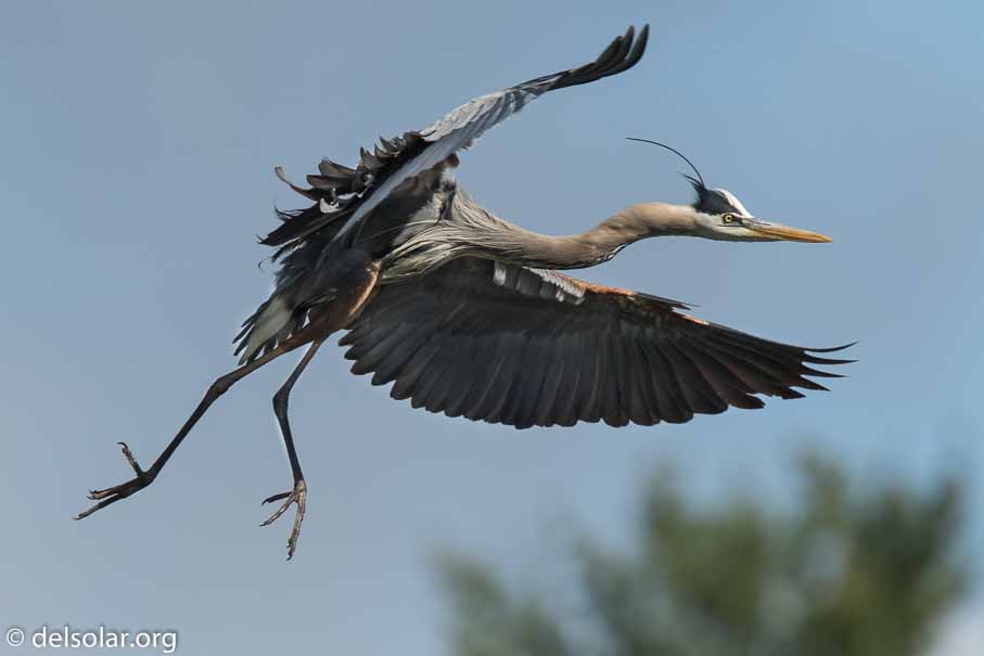 Canon EOS 7D Mark II  --  840 mm  --  EF600mm f/4L IS II USM +1.4x III  