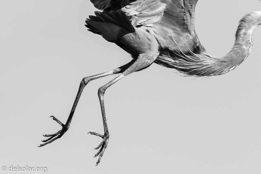 Canon EOS 7D Mark II  --  840 mm  --  EF600mm f/4L IS II USM +1.4x III  