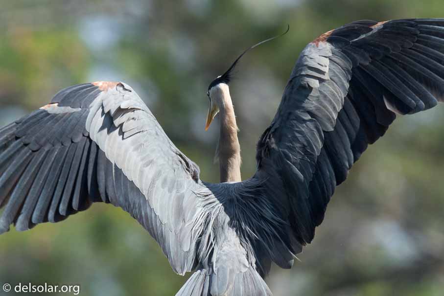 Canon EOS 7D Mark II  --  840 mm  --  EF600mm f/4L IS II USM +1.4x III  