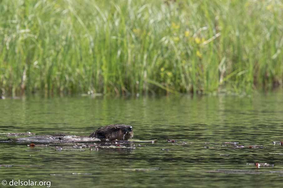 Canon EOS 7D Mark II  --  840 mm  --  EF600mm f/4L IS II USM +1.4x III  