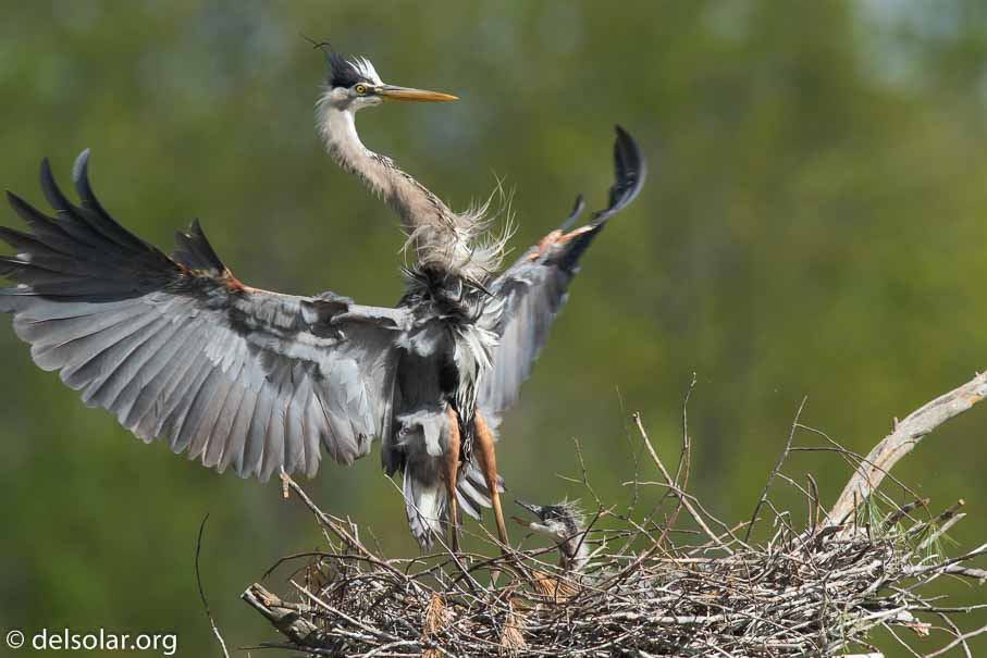 Canon EOS 7D Mark II  --  840 mm  --  EF600mm f/4L IS II USM +1.4x III  