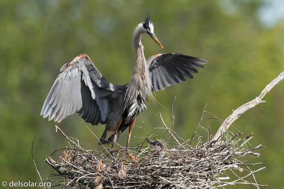 Canon EOS 7D Mark II  --  840 mm  --  EF600mm f/4L IS II USM +1.4x III  