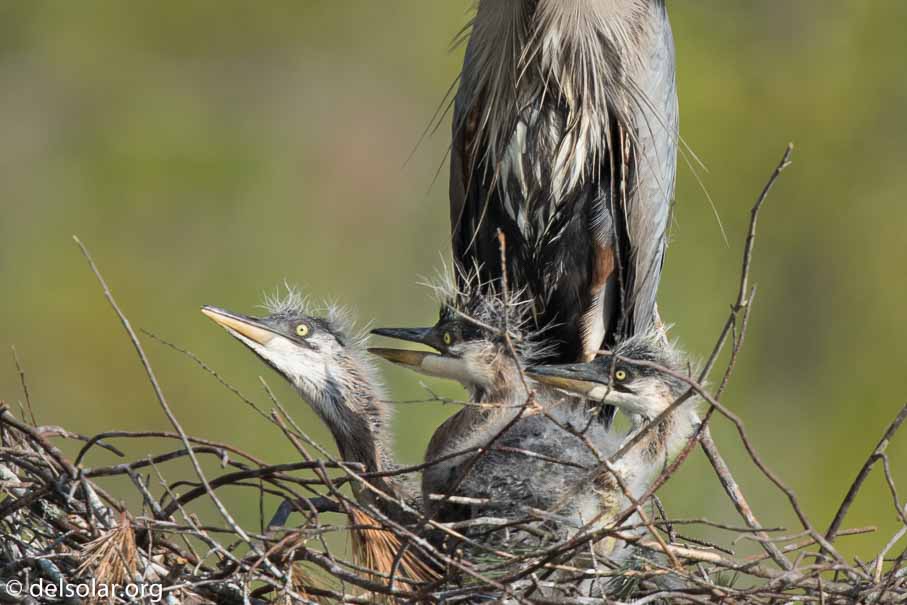 Canon EOS 7D Mark II  --  840 mm  --  EF600mm f/4L IS II USM +1.4x III  