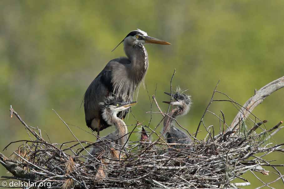 Canon EOS 7D Mark II  --  840 mm  --  EF600mm f/4L IS II USM +1.4x III  