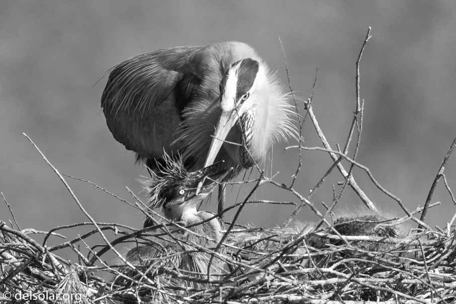 Canon EOS 7D Mark II  --  840 mm  --  EF600mm f/4L IS II USM +1.4x III  