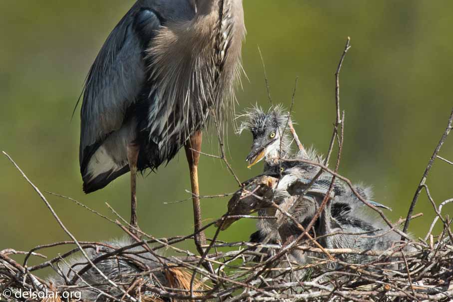 Canon EOS 7D Mark II  --  840 mm  --  EF600mm f/4L IS II USM +1.4x III  