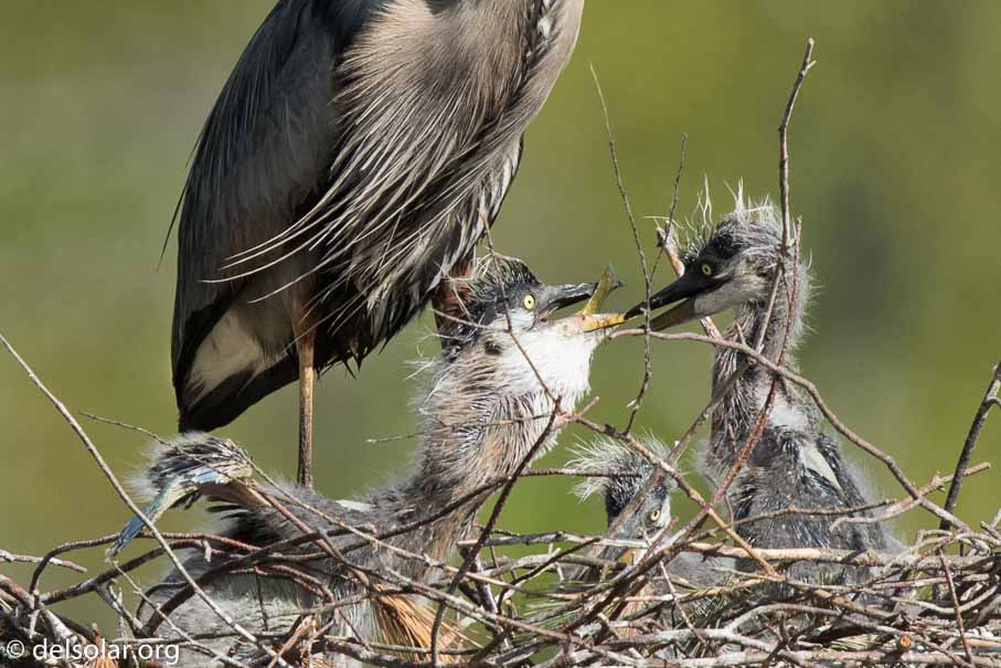 Canon EOS 7D Mark II  --  840 mm  --  EF600mm f/4L IS II USM +1.4x III  