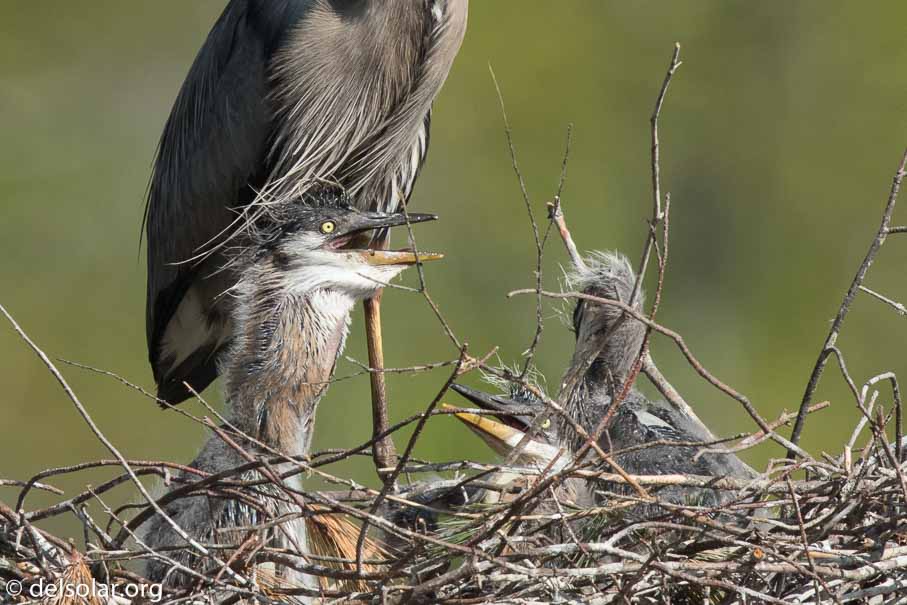 Canon EOS 7D Mark II  --  840 mm  --  EF600mm f/4L IS II USM +1.4x III  