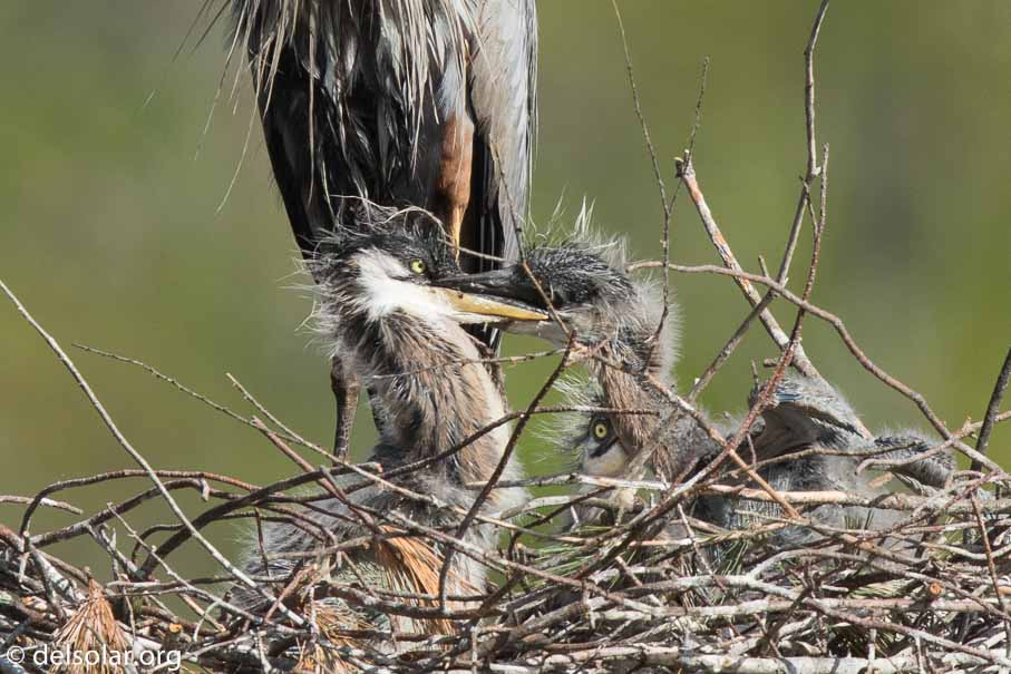 Canon EOS 7D Mark II  --  840 mm  --  EF600mm f/4L IS II USM +1.4x III  