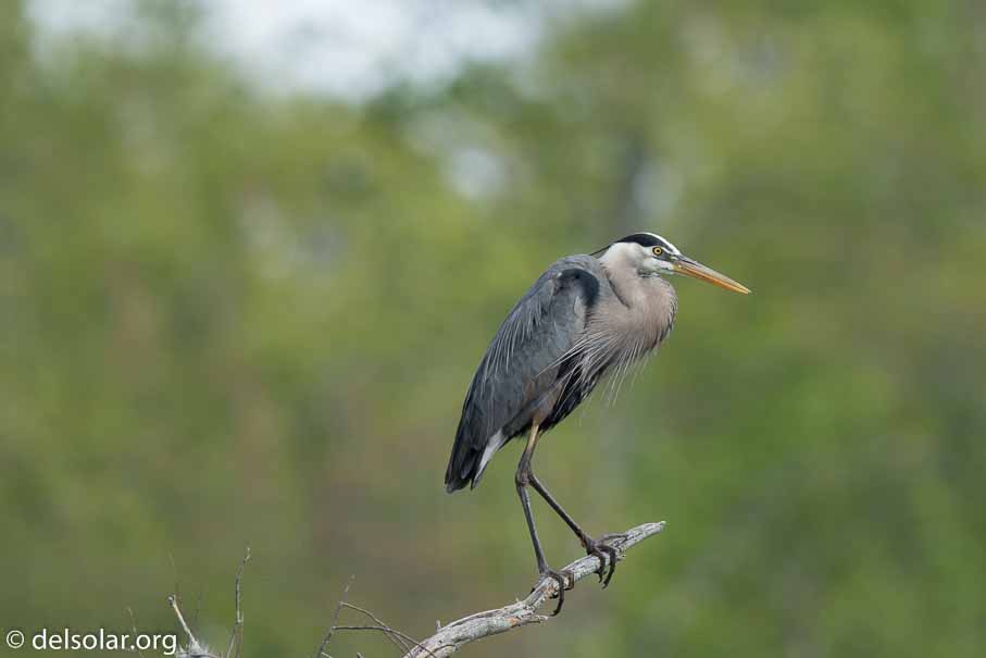 Canon EOS 7D Mark II  --  840 mm  --  EF600mm f/4L IS II USM +1.4x III  