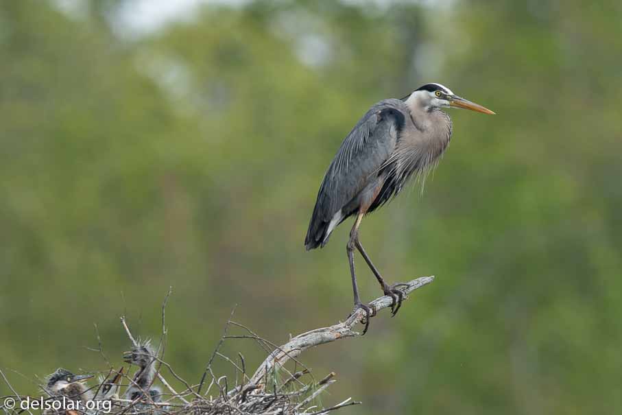 Canon EOS 7D Mark II  --  840 mm  --  EF600mm f/4L IS II USM +1.4x III  