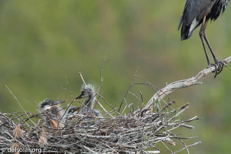 Canon EOS 7D Mark II  --  840 mm  --  EF600mm f/4L IS II USM +1.4x III  