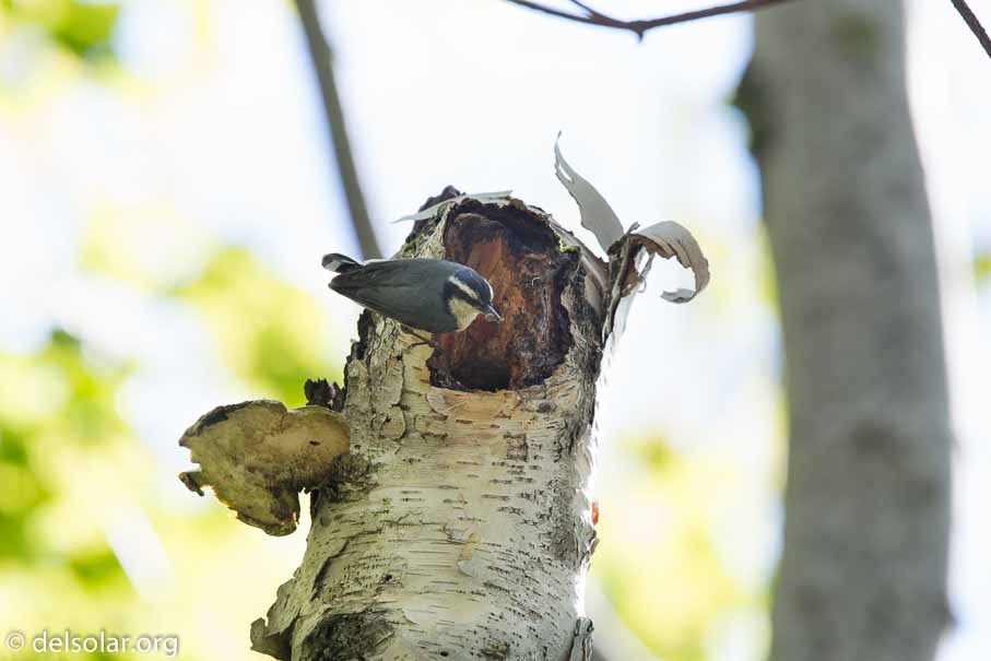 Canon EOS 5D Mark III  --  840 mm  --  EF600mm f/4L IS II USM +1.4x III  