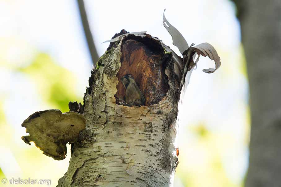 Canon EOS 5D Mark III  --  840 mm  --  EF600mm f/4L IS II USM +1.4x III  