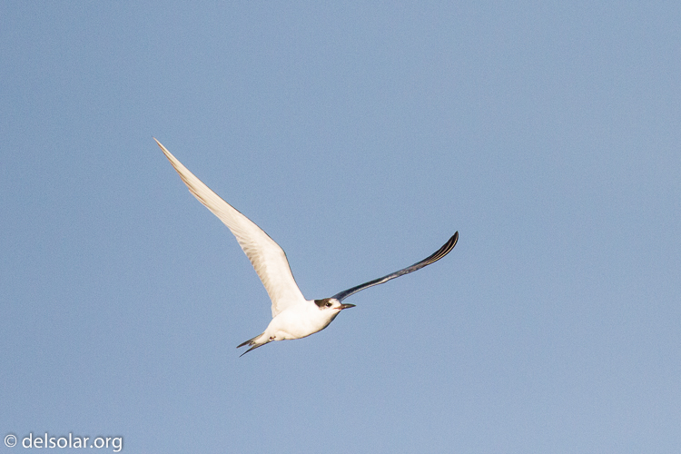 Canon EOS 7D  --  371 mm  --  EF100-400mm f/4.5-5.6L IS II USM  