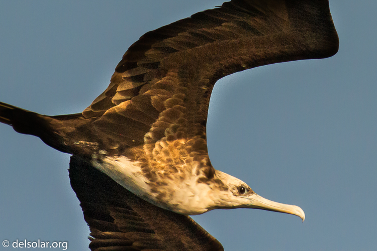 Canon EOS 7D  --  371 mm  --  EF100-400mm f/4.5-5.6L IS II USM  