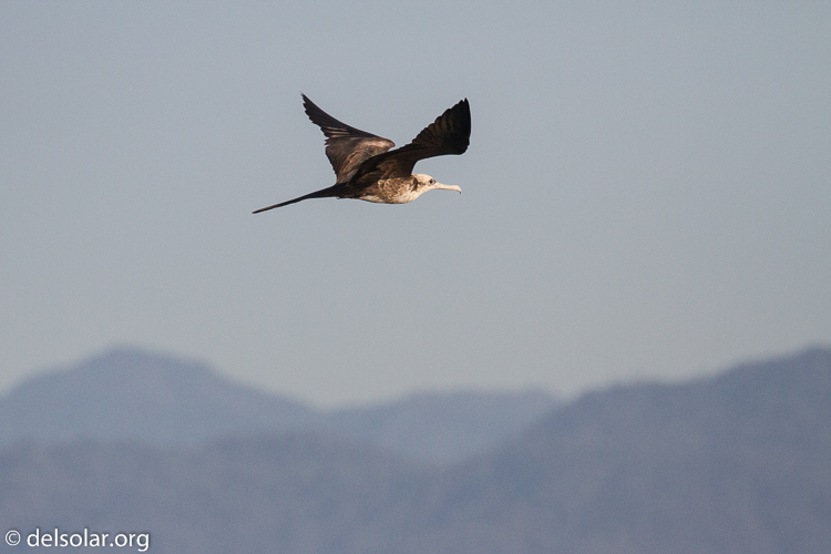 Canon EOS 7D  --  371 mm  --  EF100-400mm f/4.5-5.6L IS II USM  