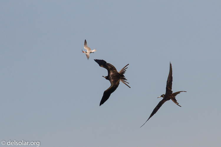 Canon EOS 7D  --  400 mm  --  EF100-400mm f/4.5-5.6L IS II USM  