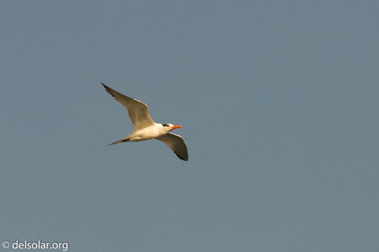 Canon EOS 7D  --  241 mm  --  EF100-400mm f/4.5-5.6L IS II USM  