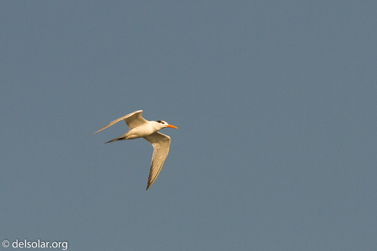 Canon EOS 7D  --  241 mm  --  EF100-400mm f/4.5-5.6L IS II USM  