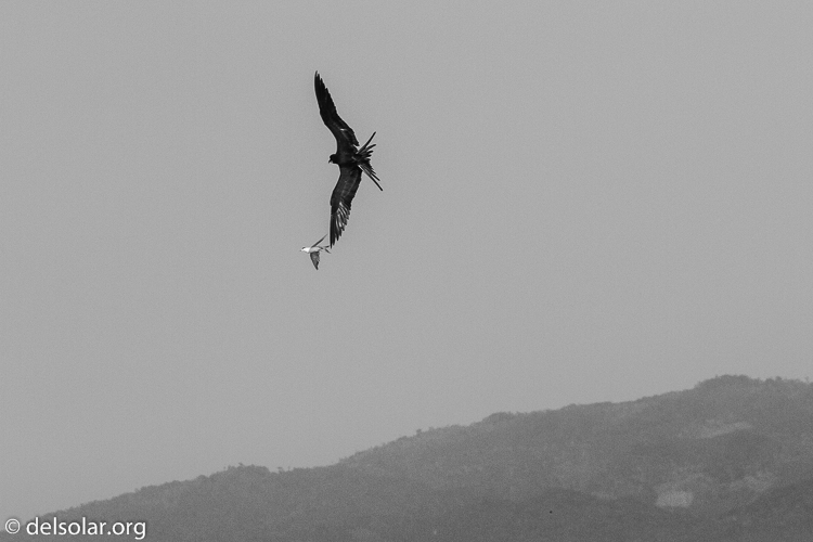 Canon EOS 7D  --  286 mm  --  EF100-400mm f/4.5-5.6L IS II USM  