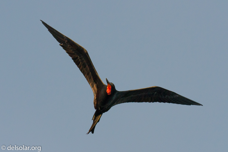 Canon EOS 7D  --  227 mm  --  EF100-400mm f/4.5-5.6L IS II USM  