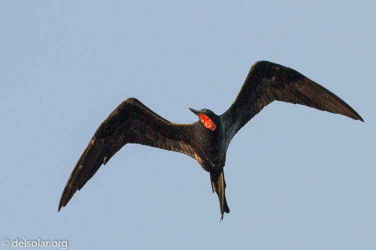 Canon EOS 7D  --  214 mm  --  EF100-400mm f/4.5-5.6L IS II USM  