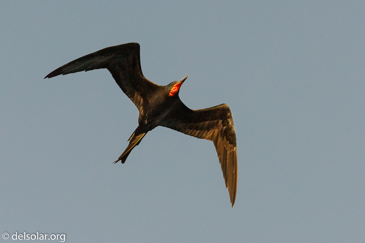 Canon EOS 7D  --  176 mm  --  EF100-400mm f/4.5-5.6L IS II USM  