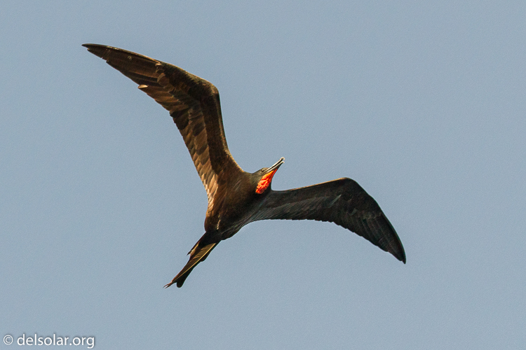 Canon EOS 7D  --  153 mm  --  EF100-400mm f/4.5-5.6L IS II USM  