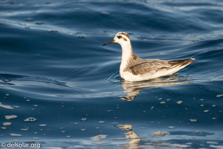 Canon EOS 7D  --  400 mm  --  EF100-400mm f/4.5-5.6L IS II USM  