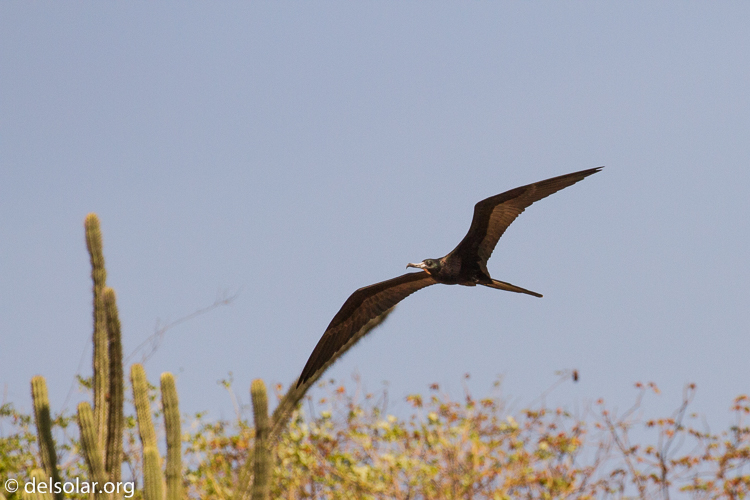 Canon EOS 7D  --  321 mm  --  EF100-400mm f/4.5-5.6L IS II USM  