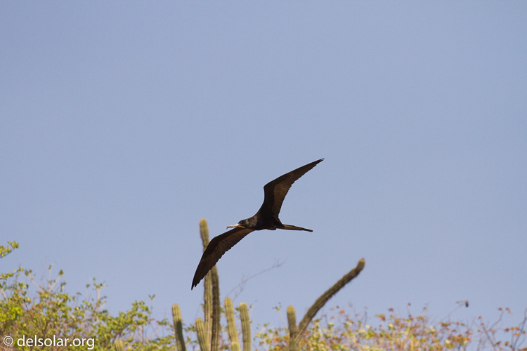 Canon EOS 7D  --  321 mm  --  EF100-400mm f/4.5-5.6L IS II USM  