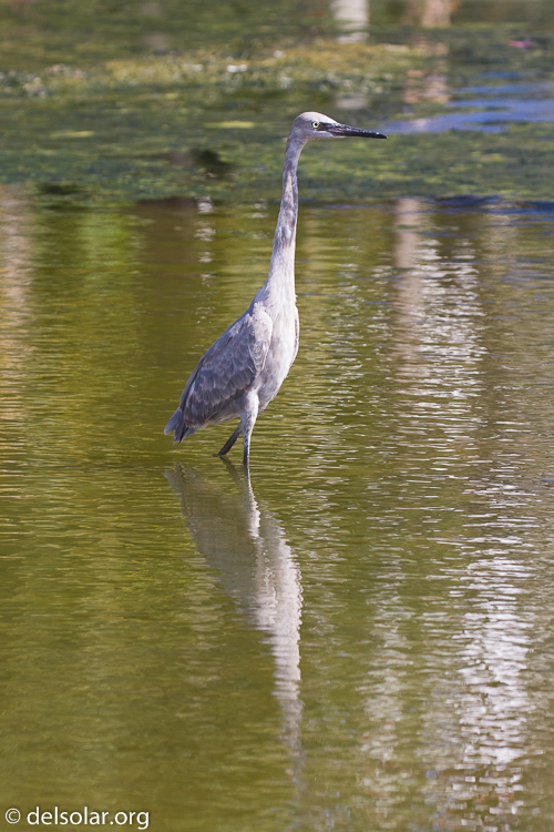 Canon EOS 7D  --  200 mm  --  EF100-400mm f/4.5-5.6L IS II USM  